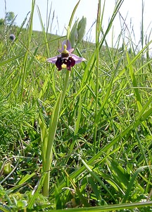 Ophrys fuciflora (Orchidaceae)  - Ophrys bourdon, Ophrys frelon - Late Spider-orchid Aisne [France] 15/05/2004 - 190m