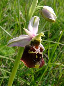 Ophrys fuciflora (Orchidaceae)  - Ophrys bourdon, Ophrys frelon - Late Spider-orchid Aisne [France] 15/05/2004 - 190m