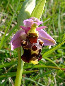 Ophrys fuciflora (Orchidaceae)  - Ophrys bourdon, Ophrys frelon - Late Spider-orchid Aisne [France] 15/05/2004 - 190m