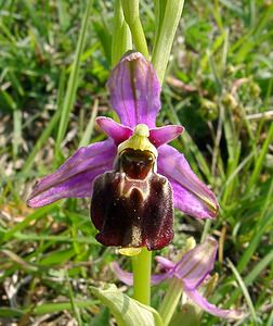 Ophrys fuciflora (Orchidaceae)  - Ophrys bourdon, Ophrys frelon - Late Spider-orchid Aisne [France] 15/05/2004 - 190m