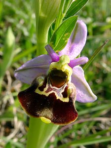 Ophrys fuciflora (Orchidaceae)  - Ophrys bourdon, Ophrys frelon - Late Spider-orchid Aisne [France] 15/05/2004 - 190m