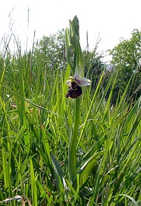 Ophrys fuciflora (Orchidaceae)  - Ophrys bourdon, Ophrys frelon - Late Spider-orchid Aisne [France] 15/05/2004 - 190m