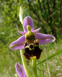 Ophrys fuciflora (Orchidaceae)  - Ophrys bourdon, Ophrys frelon - Late Spider-orchid Aisne [France] 15/05/2004 - 120m