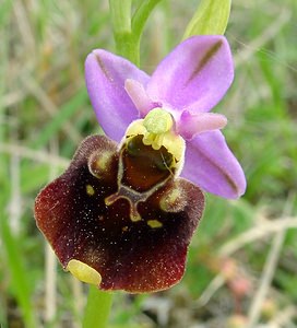 Ophrys fuciflora (Orchidaceae)  - Ophrys bourdon, Ophrys frelon - Late Spider-orchid Aisne [France] 15/05/2004 - 120m