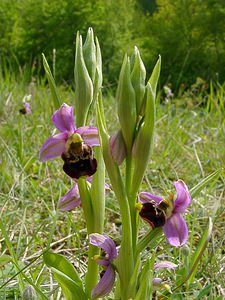 Ophrys fuciflora (Orchidaceae)  - Ophrys bourdon, Ophrys frelon - Late Spider-orchid Aisne [France] 15/05/2004 - 120m