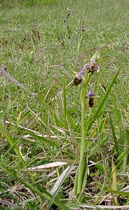 Ophrys fuciflora (Orchidaceae)  - Ophrys bourdon, Ophrys frelon - Late Spider-orchid Aisne [France] 15/05/2004 - 120m