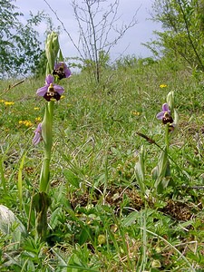 Ophrys fuciflora (Orchidaceae)  - Ophrys bourdon, Ophrys frelon - Late Spider-orchid Aisne [France] 15/05/2004 - 120m