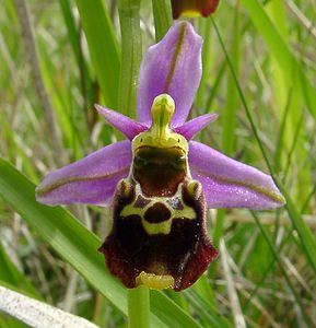 Ophrys fuciflora (Orchidaceae)  - Ophrys bourdon, Ophrys frelon - Late Spider-orchid Aisne [France] 16/05/2004 - 120m