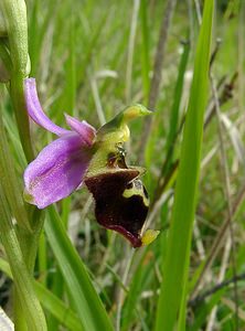 Ophrys fuciflora (Orchidaceae)  - Ophrys bourdon, Ophrys frelon - Late Spider-orchid Aisne [France] 16/05/2004 - 120m