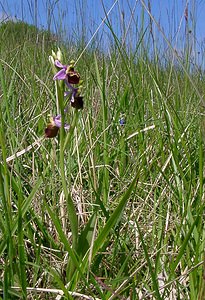 Ophrys fuciflora (Orchidaceae)  - Ophrys bourdon, Ophrys frelon - Late Spider-orchid Aisne [France] 16/05/2004 - 130m