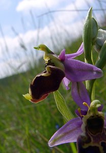 Ophrys fuciflora (Orchidaceae)  - Ophrys bourdon, Ophrys frelon - Late Spider-orchid Aisne [France] 16/05/2004 - 130m