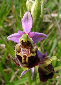 Ophrys fuciflora (Orchidaceae)  - Ophrys bourdon, Ophrys frelon - Late Spider-orchid Aisne [France] 16/05/2004 - 130m