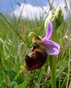 Ophrys fuciflora (Orchidaceae)  - Ophrys bourdon, Ophrys frelon - Late Spider-orchid Aisne [France] 16/05/2004 - 130m