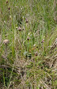 Ophrys fuciflora (Orchidaceae)  - Ophrys bourdon, Ophrys frelon - Late Spider-orchid Aisne [France] 16/05/2004 - 130m