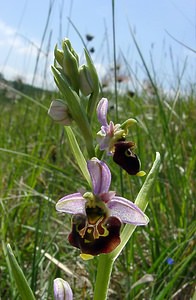 Ophrys fuciflora (Orchidaceae)  - Ophrys bourdon, Ophrys frelon - Late Spider-orchid Aisne [France] 16/05/2004 - 130m