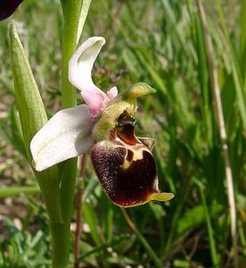 Ophrys fuciflora (Orchidaceae)  - Ophrys bourdon, Ophrys frelon - Late Spider-orchid Aisne [France] 29/05/2004 - 120m