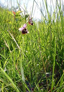 Ophrys fuciflora (Orchidaceae)  - Ophrys bourdon, Ophrys frelon - Late Spider-orchid Aisne [France] 29/05/2004 - 120m