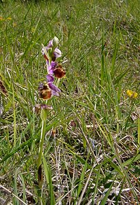 Ophrys fuciflora (Orchidaceae)  - Ophrys bourdon, Ophrys frelon - Late Spider-orchid Aisne [France] 29/05/2004 - 120m