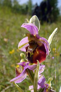 Ophrys fuciflora (Orchidaceae)  - Ophrys bourdon, Ophrys frelon - Late Spider-orchid Aisne [France] 29/05/2004 - 120m