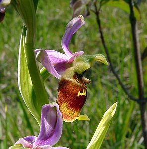 Ophrys fuciflora (Orchidaceae)  - Ophrys bourdon, Ophrys frelon - Late Spider-orchid Aisne [France] 29/05/2004 - 120m