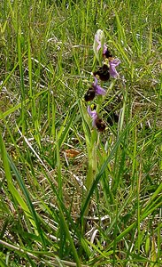 Ophrys fuciflora (Orchidaceae)  - Ophrys bourdon, Ophrys frelon - Late Spider-orchid Aisne [France] 29/05/2004 - 120m