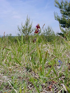 Ophrys fuciflora (Orchidaceae)  - Ophrys bourdon, Ophrys frelon - Late Spider-orchid Aisne [France] 29/05/2004 - 120m