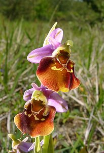 Ophrys fuciflora (Orchidaceae)  - Ophrys bourdon, Ophrys frelon - Late Spider-orchid Aisne [France] 29/05/2004 - 120m