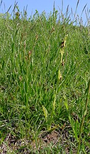 Ophrys insectifera (Orchidaceae)  - Ophrys mouche - Fly Orchid Aisne [France] 15/05/2004 - 190m