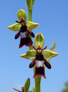 Ophrys insectifera (Orchidaceae)  - Ophrys mouche - Fly Orchid Aisne [France] 15/05/2004 - 190m