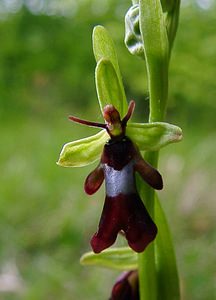 Ophrys insectifera (Orchidaceae)  - Ophrys mouche - Fly Orchid Aisne [France] 15/05/2004 - 120m