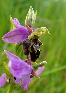 Ophrys x albertiana (Orchidaceae)  - Ophrys d'AlbertOphrys apifera x Ophrys fuciflora. Aisne [France] 30/05/2004 - 140m