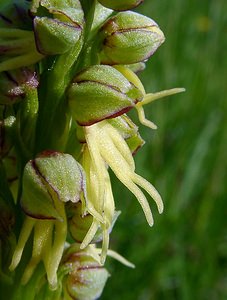 Orchis anthropophora (Orchidaceae)  - Acéras homme-pendu - Man Orchid Aisne [France] 15/05/2004 - 190m