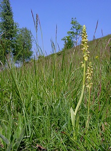 Orchis anthropophora (Orchidaceae)  - Acéras homme-pendu - Man Orchid Aisne [France] 15/05/2004 - 190m