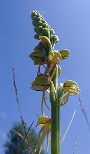 Orchis anthropophora (Orchidaceae)  - Acéras homme-pendu - Man Orchid Aisne [France] 16/05/2004 - 90m