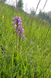 Orchis militaris (Orchidaceae)  - Orchis militaire, Casque militaire, Orchis casqué - Military Orchid Aisne [France] 15/05/2004 - 190m