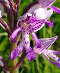 Orchis militaris (Orchidaceae)  - Orchis militaire, Casque militaire, Orchis casqué - Military Orchid Aisne [France] 15/05/2004 - 190m