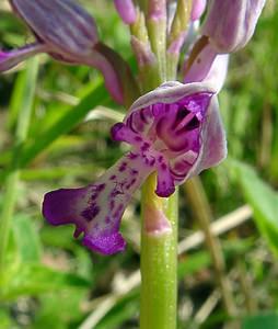 Orchis militaris (Orchidaceae)  - Orchis militaire, Casque militaire, Orchis casqué - Military Orchid Aisne [France] 15/05/2004 - 170m