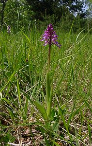 Orchis militaris (Orchidaceae)  - Orchis militaire, Casque militaire, Orchis casqué - Military Orchid Aisne [France] 15/05/2004 - 140m