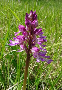 Orchis militaris (Orchidaceae)  - Orchis militaire, Casque militaire, Orchis casqué - Military Orchid Aisne [France] 15/05/2004 - 140m