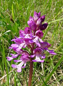 Orchis militaris (Orchidaceae)  - Orchis militaire, Casque militaire, Orchis casqué - Military Orchid Aisne [France] 15/05/2004 - 140m