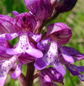 Orchis militaris (Orchidaceae)  - Orchis militaire, Casque militaire, Orchis casqué - Military Orchid Aisne [France] 15/05/2004 - 140m