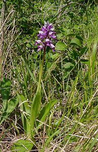 Orchis militaris (Orchidaceae)  - Orchis militaire, Casque militaire, Orchis casqué - Military Orchid Aisne [France] 16/05/2004 - 150m