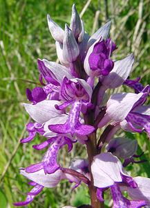 Orchis militaris (Orchidaceae)  - Orchis militaire, Casque militaire, Orchis casqué - Military Orchid Aisne [France] 16/05/2004 - 150m