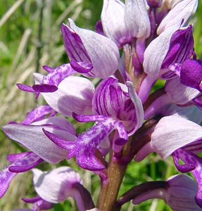 Orchis militaris (Orchidaceae)  - Orchis militaire, Casque militaire, Orchis casqué - Military Orchid Aisne [France] 16/05/2004 - 150m