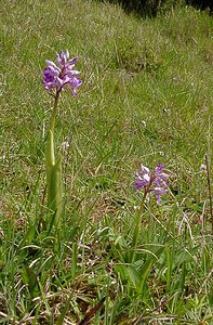 Orchis militaris (Orchidaceae)  - Orchis militaire, Casque militaire, Orchis casqué - Military Orchid Seine-Maritime [France] 22/05/2004 - 110m