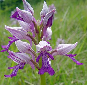 Orchis militaris (Orchidaceae)  - Orchis militaire, Casque militaire, Orchis casqué - Military Orchid Seine-Maritime [France] 22/05/2004 - 110m