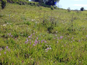 Orchis militaris (Orchidaceae)  - Orchis militaire, Casque militaire, Orchis casqué - Military Orchid Aisne [France] 29/05/2004 - 120m