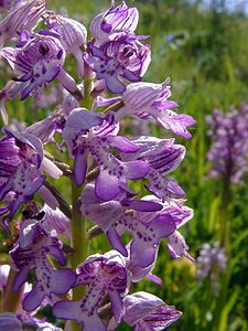 Orchis militaris (Orchidaceae)  - Orchis militaire, Casque militaire, Orchis casqué - Military Orchid Aisne [France] 29/05/2004 - 120m