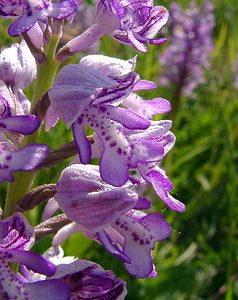 Orchis militaris (Orchidaceae)  - Orchis militaire, Casque militaire, Orchis casqué - Military Orchid Aisne [France] 29/05/2004 - 120m