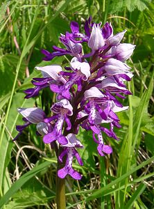 Orchis militaris (Orchidaceae)  - Orchis militaire, Casque militaire, Orchis casqué - Military Orchid Aisne [France] 29/05/2004 - 110m